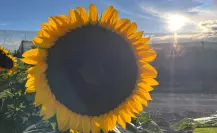 Arteaga: ¿Ya conoces la huerta de los girasoles? Así puedes visitarlos desde Saltillo