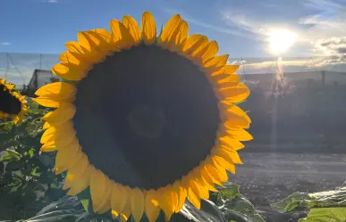 Arteaga: ¿Ya conoces la huerta de los girasoles? Así puedes visitarlos desde Saltillo