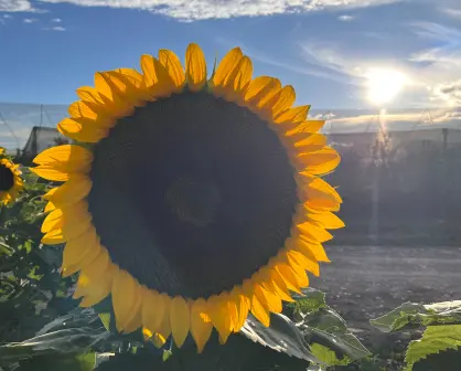 Arteaga: ¿Ya conoces la huerta de los girasoles? Así puedes visitarlos desde Saltillo