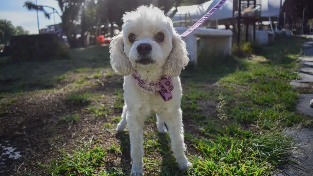 Puebla registra a perros y gatos en padrón estatal voluntario