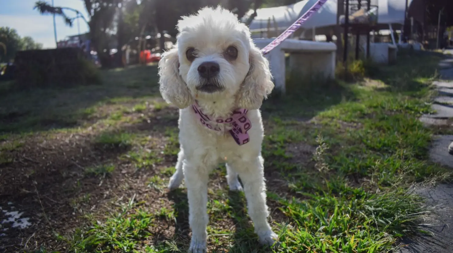 Puebla registra a perros y gatos en padrón estatal voluntario. Foto: Jafet Moz