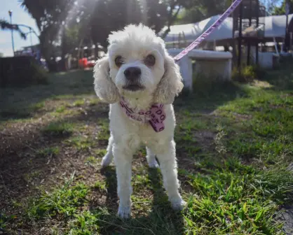 Puebla registra a perros y gatos en padrón estatal voluntario