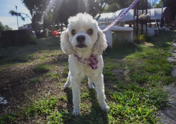 Puebla registra a perros y gatos en padrón estatal voluntario
