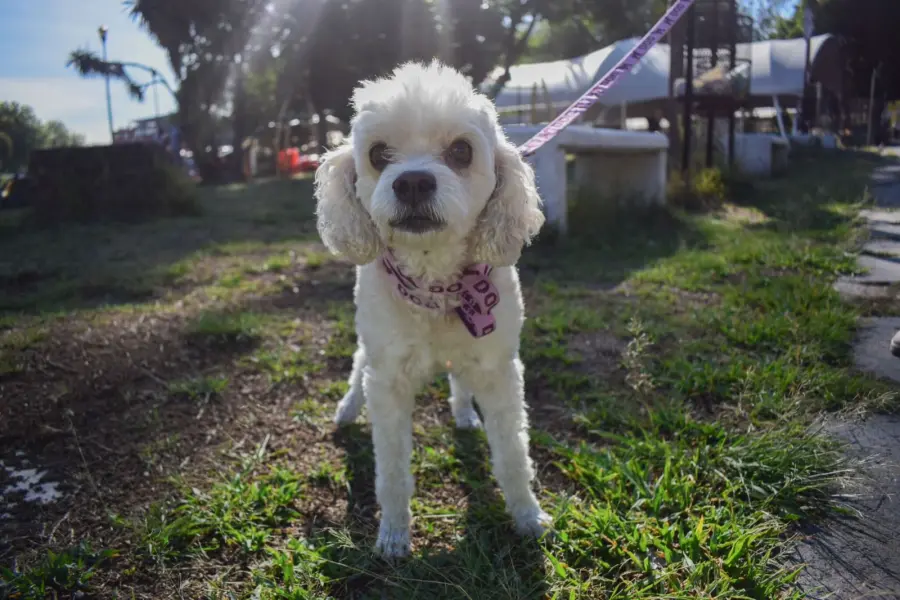 Puebla registra a perros y gatos en padrón estatal voluntario