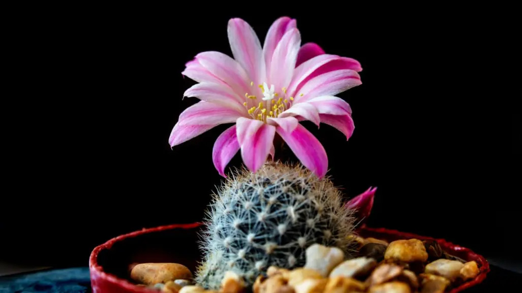 El cactus de Durango que ostenta una hermosa flor magenta en su corona