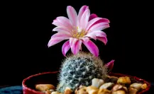 El cactus de Durango que ostenta una hermosa flor magenta en su corona
