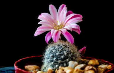 El cactus de Durango que ostenta una hermosa flor magenta en su corona