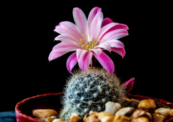El cactus de Durango que ostenta una hermosa flor magenta en su corona