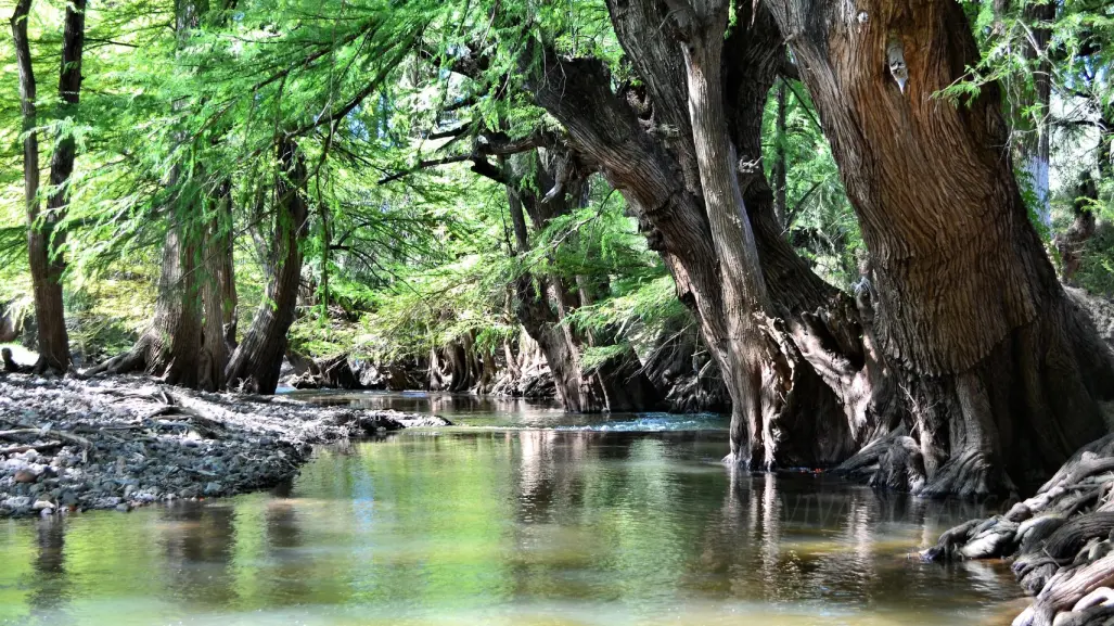 Llega así al río de Durango que tiene un increíble bosque de ahuehuetes