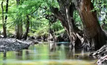 Llega así al río de Durango que tiene un increíble bosque de ahuehuetes