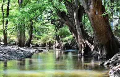 Llega así al río de Durango que tiene un increíble bosque de ahuehuetes
