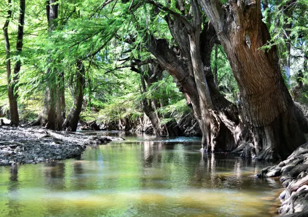 Llega así al río de Durango que tiene un increíble bosque de ahuehuetes