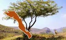 3 árboles nativos de BCS que dan sombra sin dañar banquetas