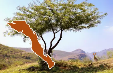 3 árboles nativos de BCS que dan sombra sin dañar banquetas