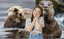 Este animal nativo de Tamaulipas es conocido como el perro de agua