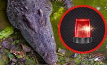 Preocupa presencia de cocodrilos en calles del sur de Tamaulipas