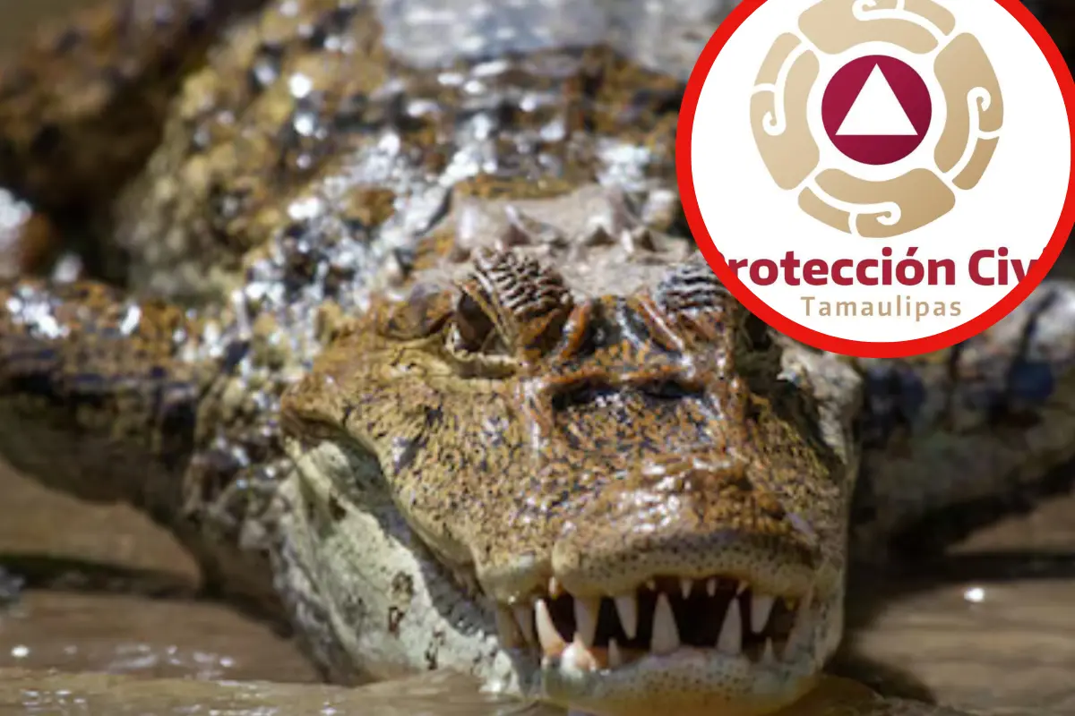 Protección civil de Tamaulipas emitió recomendaciones para evitar ataques de cocodrilos