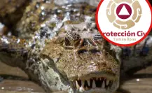 Protección Civil emite recomendaciones por presencia de cocodrilos en las calles inundadas