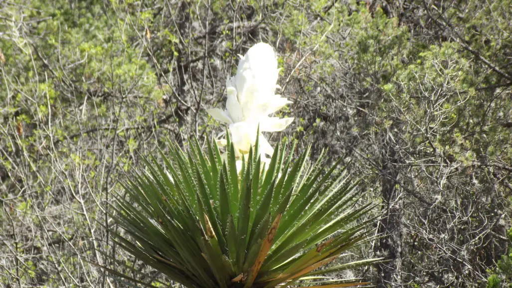 Esta es la flor nativa de Tamaulipas es un alimento tradicional en la región