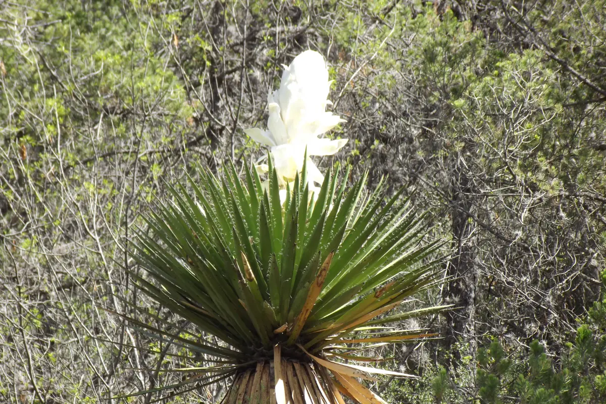 La flor de chocha crece en la pita o yuca. Foto: Wikipedia