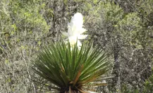 Esta es la flor nativa de Tamaulipas es un alimento tradicional en la región