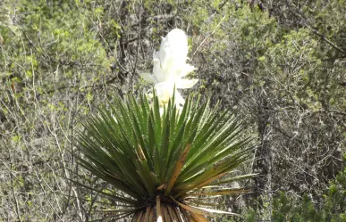 Esta es la flor nativa de Tamaulipas es un alimento tradicional en la región