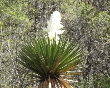 Esta es la flor nativa de Tamaulipas es un alimento tradicional en la región