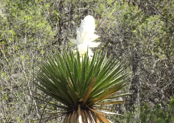 Esta es la flor nativa de Tamaulipas es un alimento tradicional en la región
