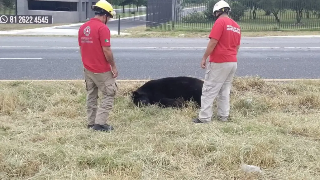 Hallan oso sin vida sobre la carretera Nacional en Montemorelos, Nuevo León