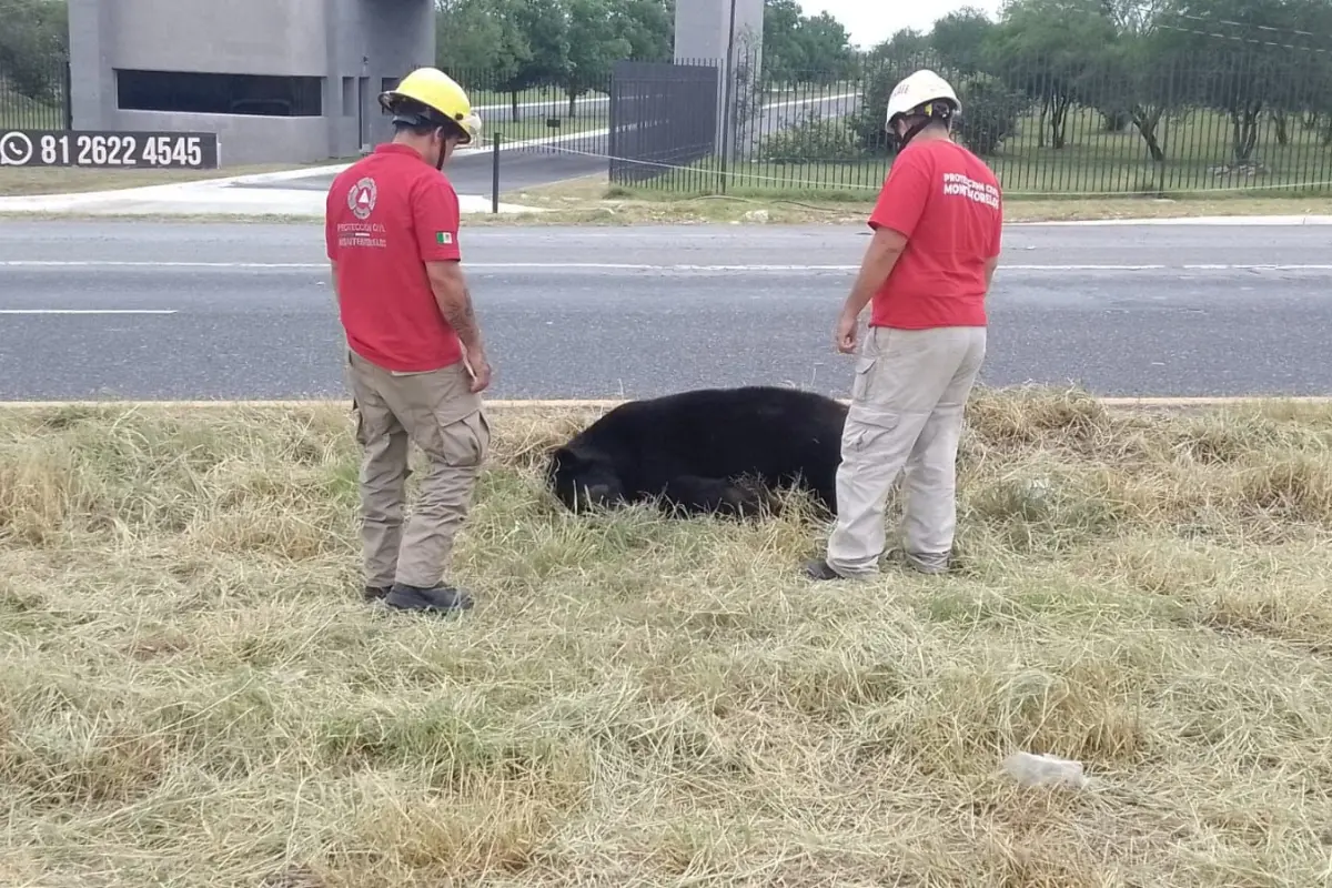 Elementos de Protección Civil de Montemorelos y un oso sin vida. Foto: Protección Civil de Montemorelos