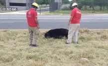 Hallan oso sin vida sobre la carretera Nacional en Montemorelos, Nuevo León