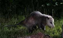 Temporada de zarigüeyas en Yucatán: todo lo que debes saber