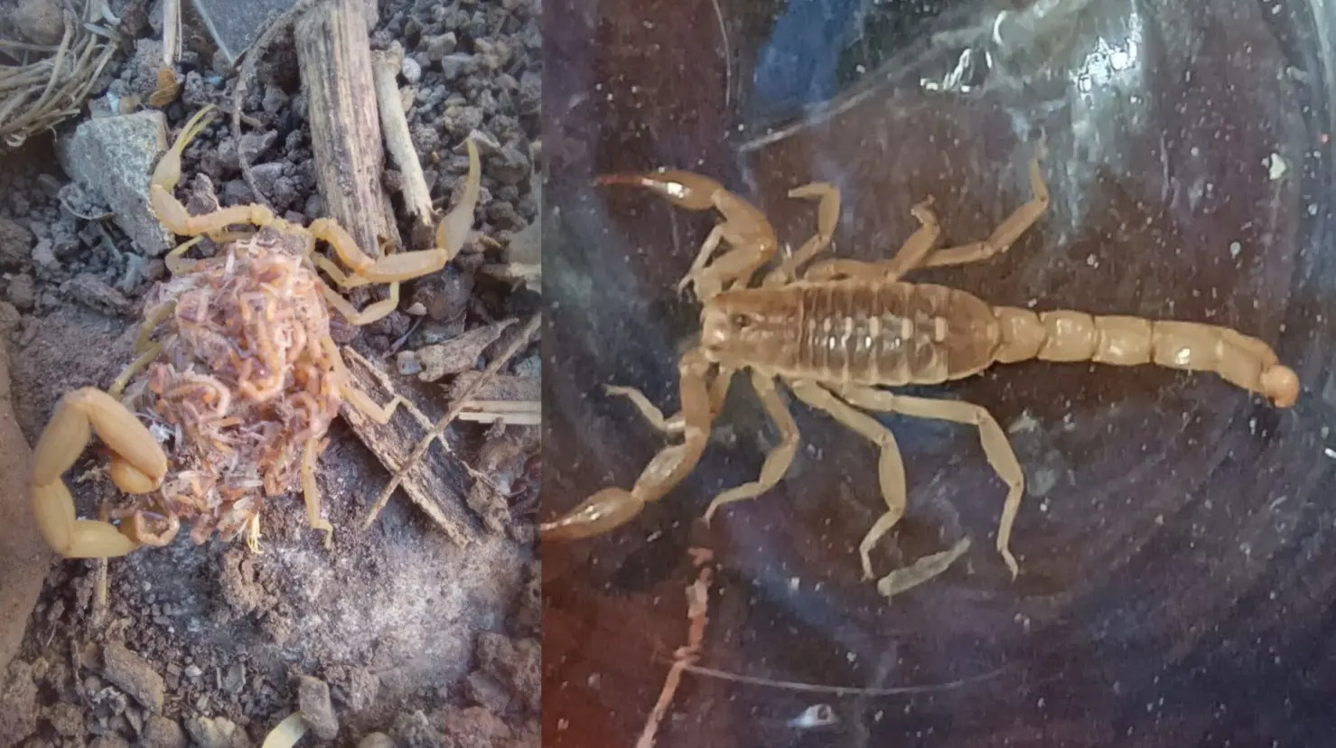 Foto: Facebook/ arañas de México | Esta es la temporada de en la que los alacranes suelen realizar su apareamiento.