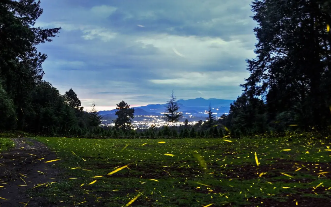 El avistamiento de luciérnagas en los bosques de Amecameca, Edomex, ofrece un espectáculo natural único durante las noches de verano. Foto: Cortesía