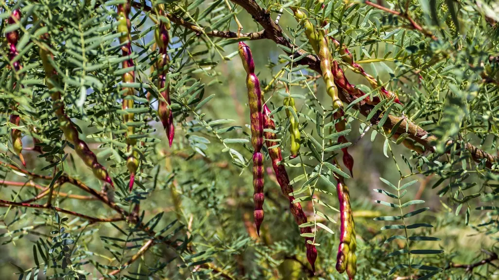 ¡Lo nuevo! Este árbol nativo de Durango sirve para hacer panes y galletas