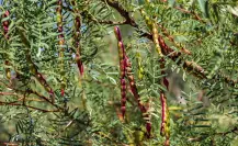¡Lo nuevo! Este árbol nativo de Durango sirve para hacer panes y galletas
