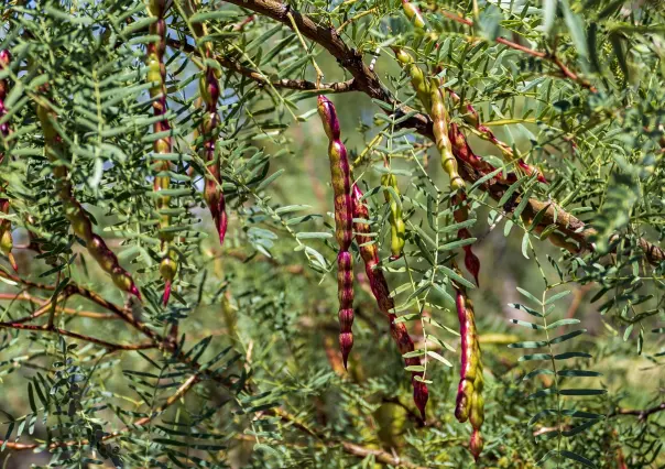¡Lo nuevo! Este árbol nativo de Durango sirve para hacer panes y galletas