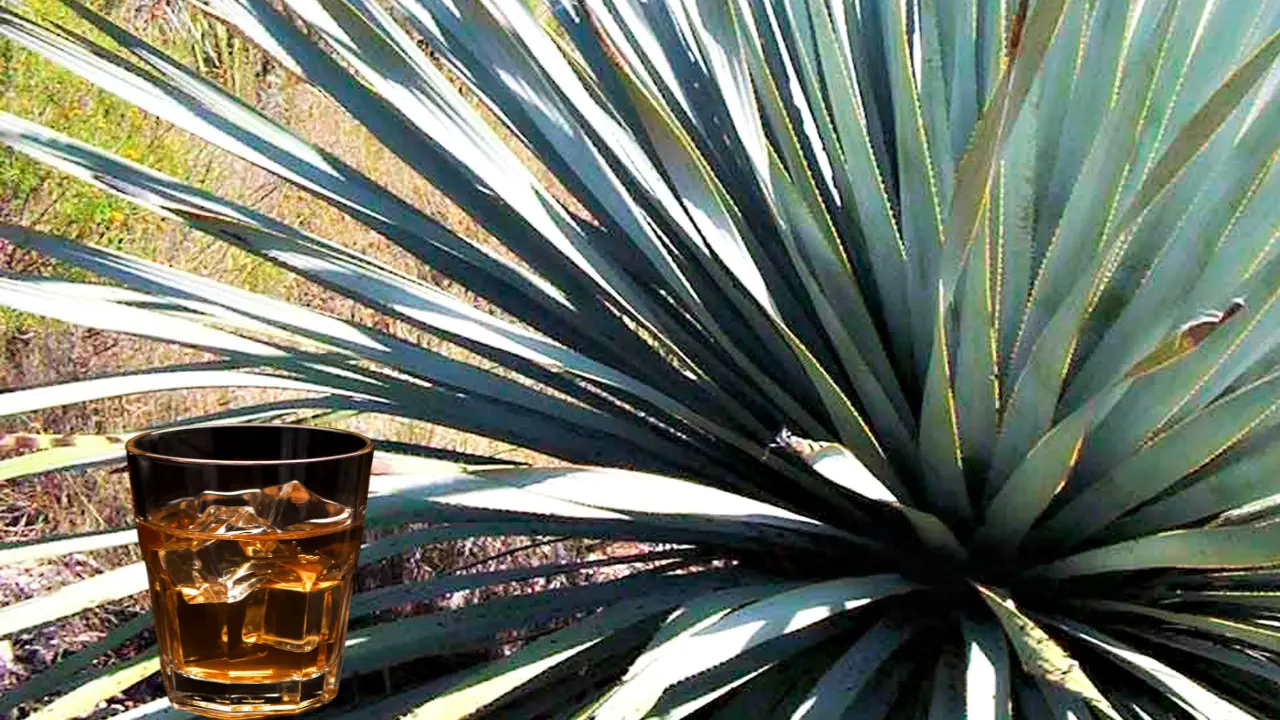 Una planta nativa de Durango es parte de la cultura de comunidades del semidesierto. Foto: Especial.