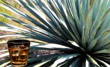 La planta nativa de Durango con la que se produce una fuerte bebida tradicional