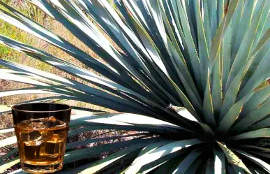 La planta nativa de Durango con la que se produce una fuerte bebida tradicional