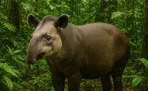 El animal sagrado para los mayas que desapareció de la selva yucateca