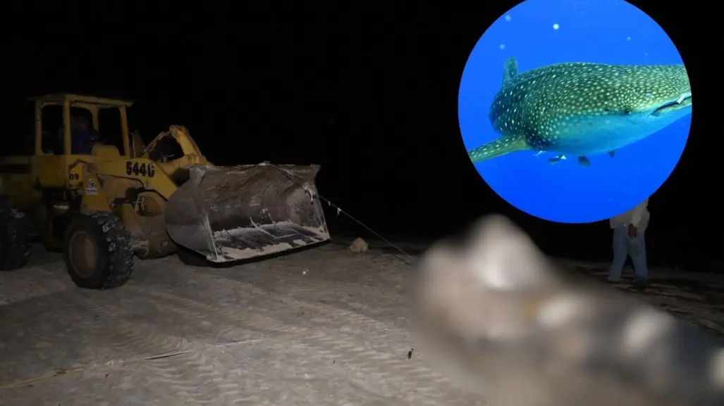 Sorpresa en Progreso: ¿Qué pasó con el tiburón ballena muerto que apareció en las costas de Yucatán?