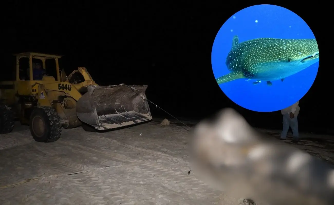 ¿Qué pasó con el tiburón ballena en Progreso? Foto: Ayuntamiento Progreso | Canva