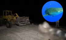 Sorpresa en Progreso: ¿Qué pasó con el tiburón ballena muerto que apareció en las costas de Yucatán?