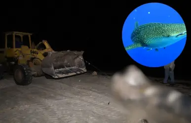 Sorpresa en Progreso: ¿Qué pasó con el tiburón ballena muerto que apareció en las costas de Yucatán?
