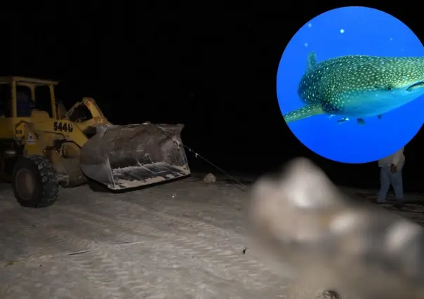 Sorpresa en Progreso: ¿Qué pasó con el tiburón ballena muerto que apareció en las costas de Yucatán?