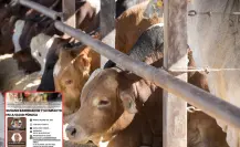 UAT se suma al combate contra el gusano barrenador en Tamaulipas