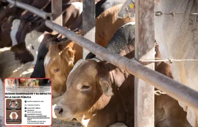 UAT se suma al combate contra el gusano barrenador en Tamaulipas