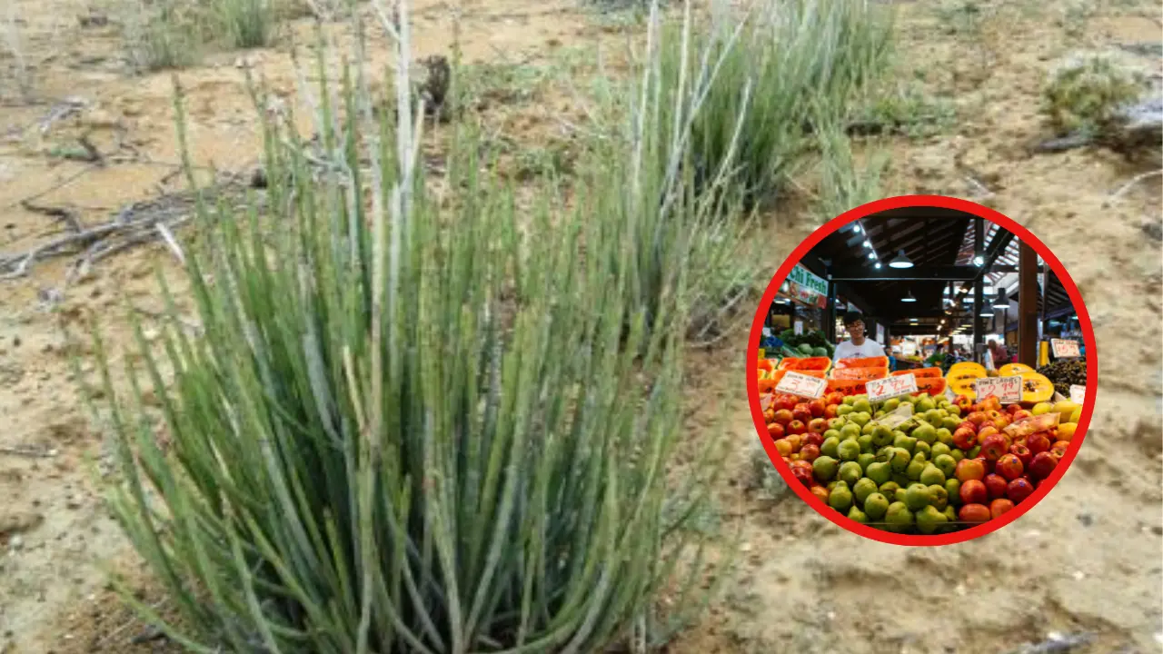 Una planta nativa de Durango es usada en diversas industrias. Foto: Especial.