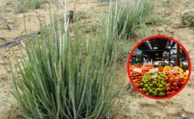 La planta nativa de Durango con la cual le dan brillo a las frutas del supermercado